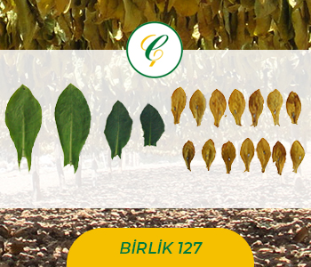 Birlik 127